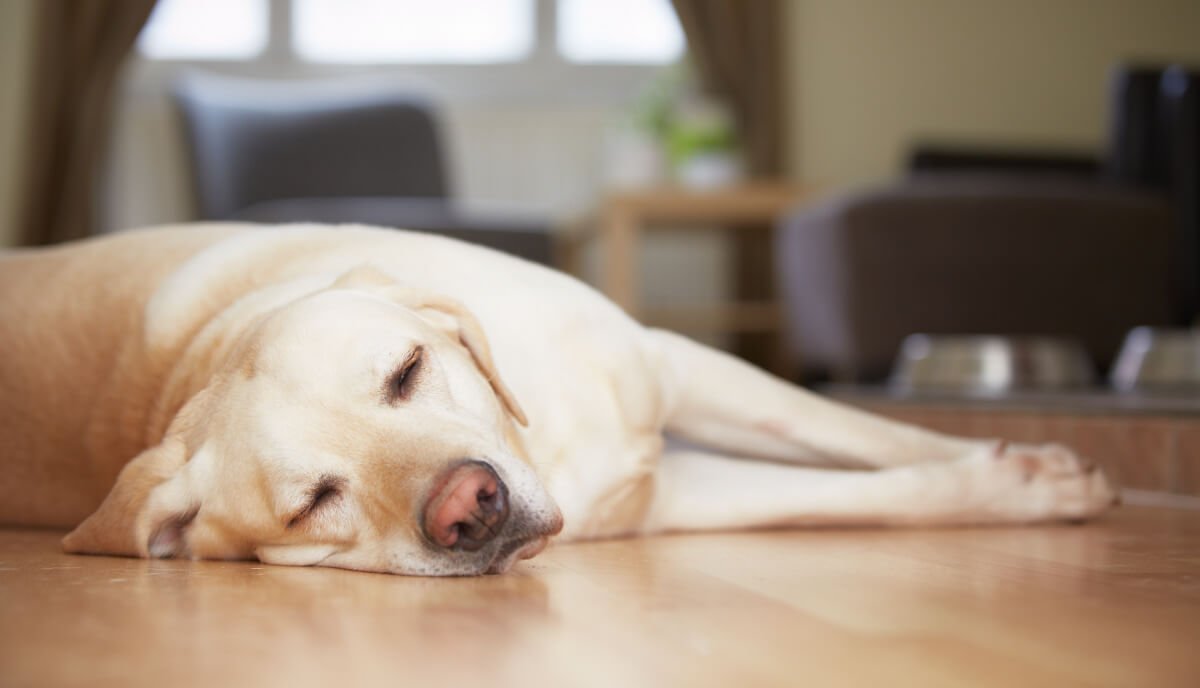 Dog Snoring: Causes Risks & Remedies