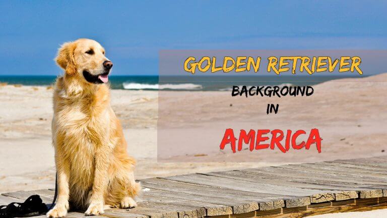 Golden Retriever Background America
