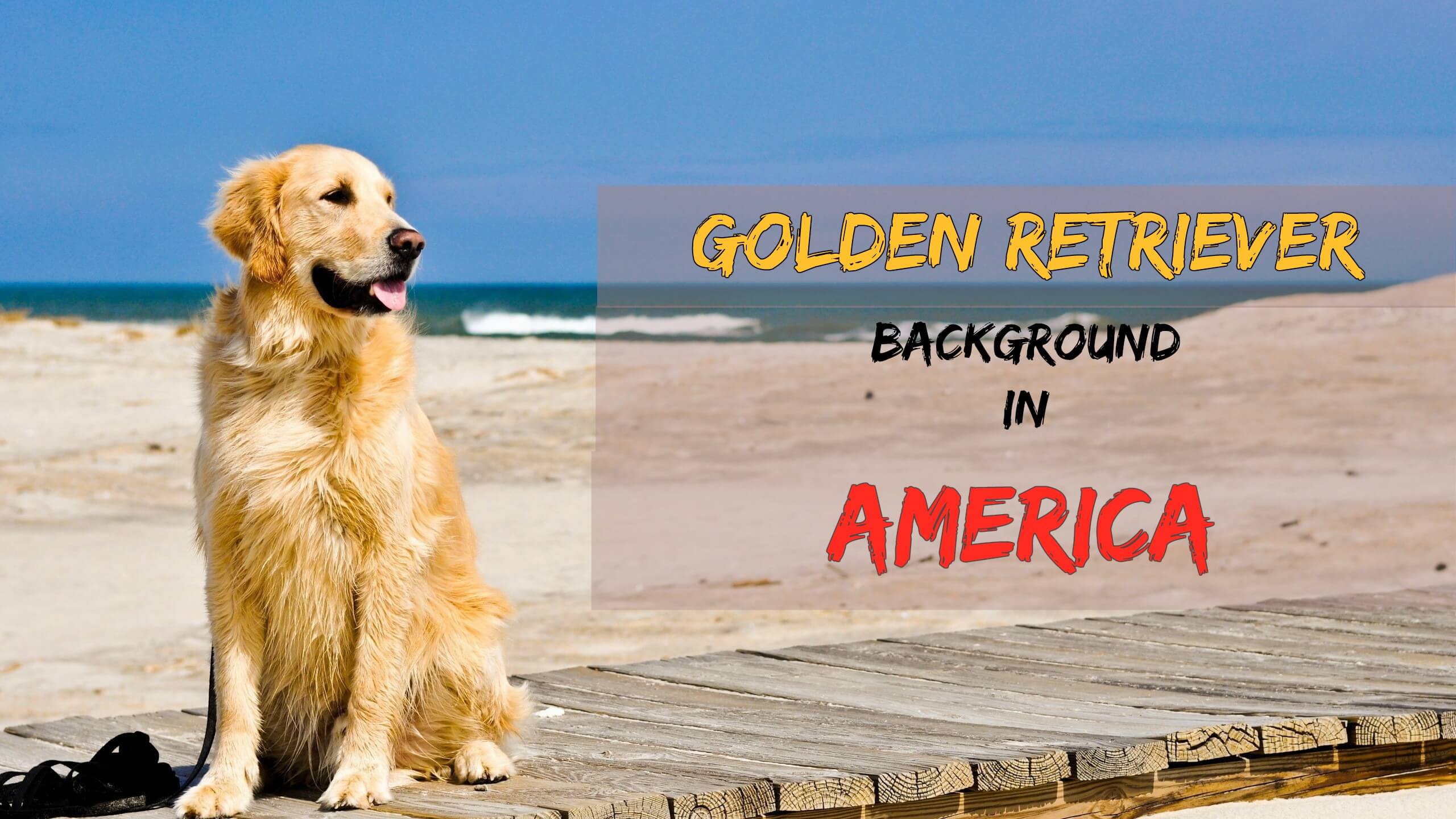 Golden Retriever Background America