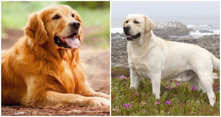 Golden Retriever vs Labrador