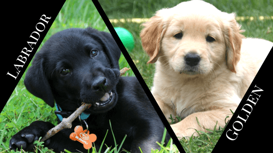 Golden Retriever vs Labrador Puppies