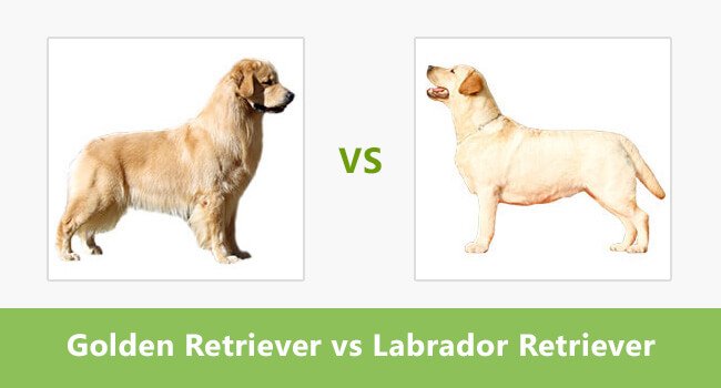 Golden Retriever vs. Labrador