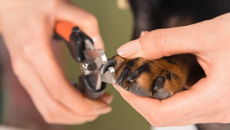 How to Cut Your Dog's Nail