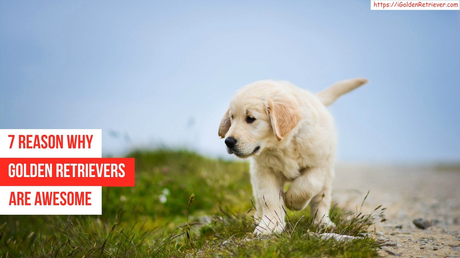 7 Reasons Why Golden Retrievers are Awesome Pets