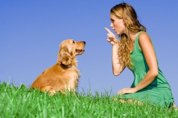 Understanding Psychology of Dog Training