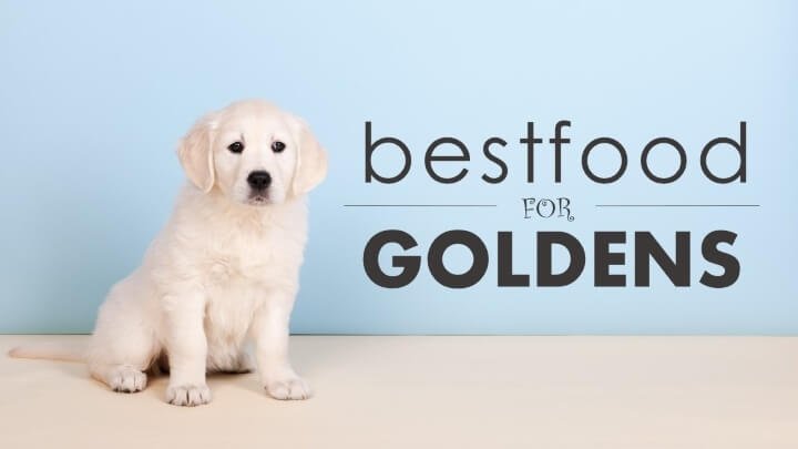 Best Diet for Your Golden Retriever