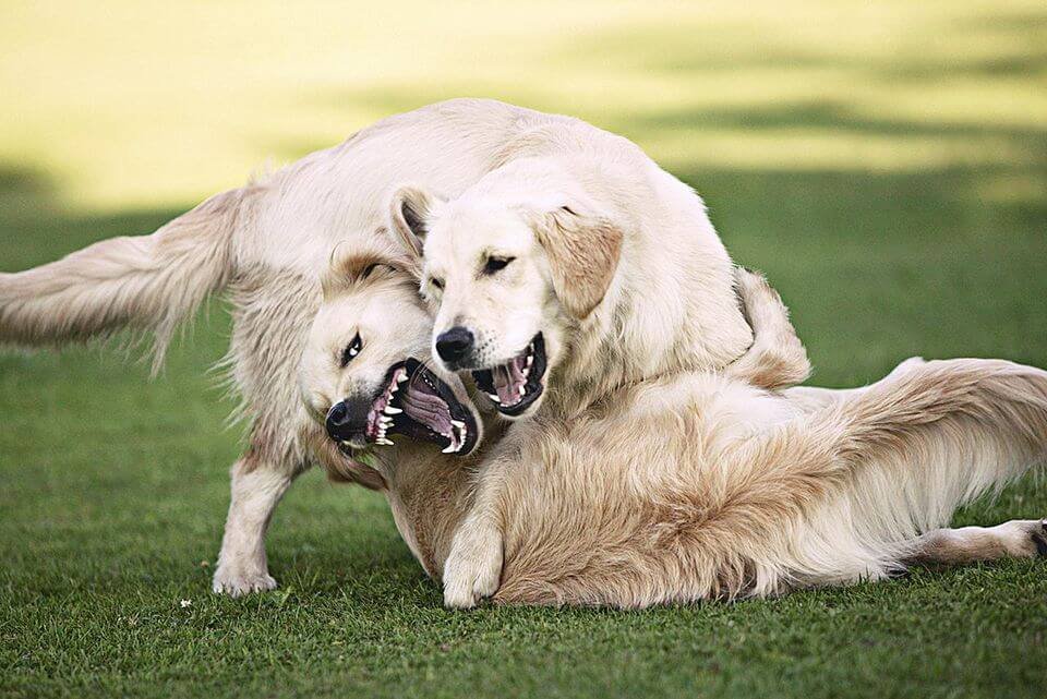 Golden Retriever Biting Problems