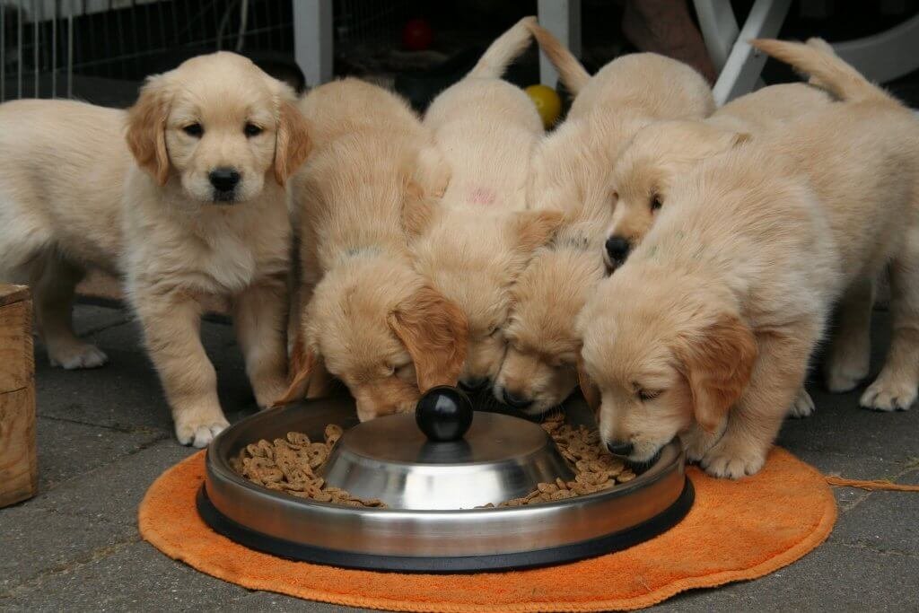 Retriever Puppy Food: A Comprehensive Guide to Nutrition and Care