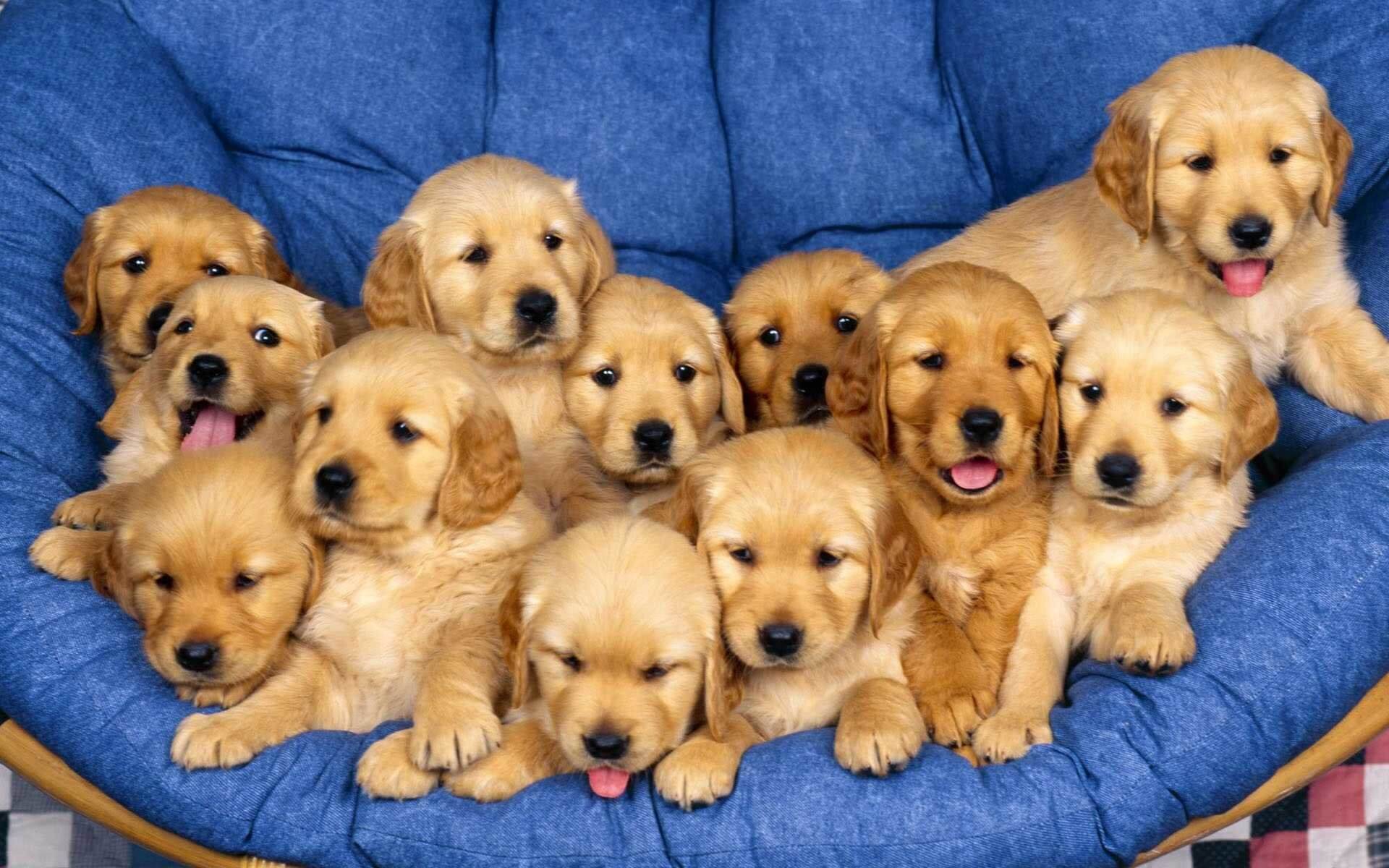 Things to Consider Before Buying a Golden Retriever Puppy
