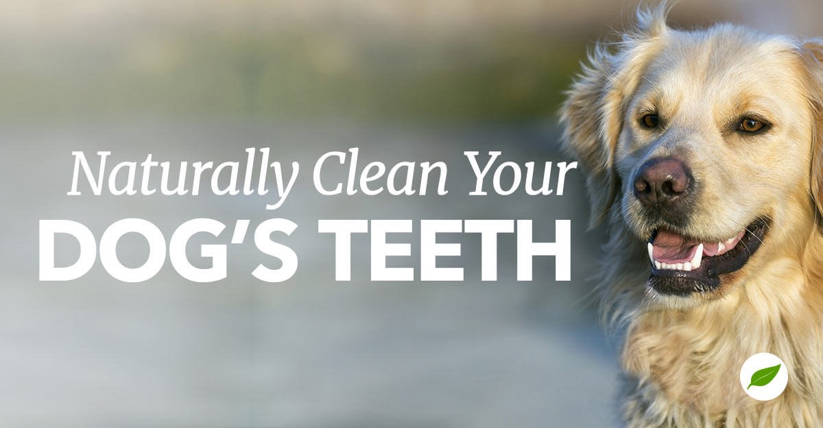 6 Tips to Keep Your Dog’s Teeth Clean