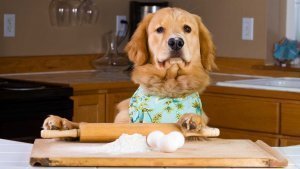 golden-retriever-dog-baking-eggs-flour-300x169.jpg