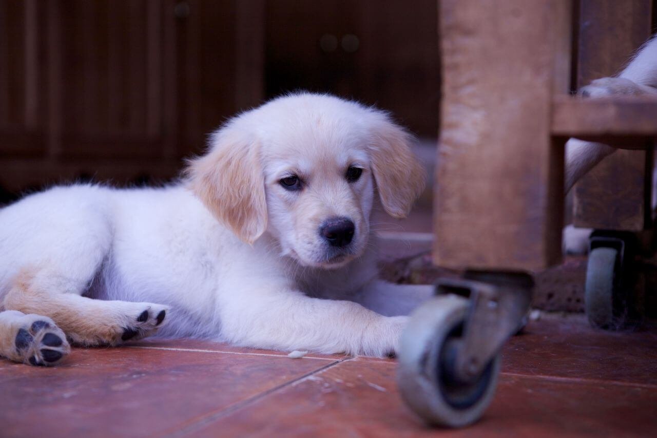 Golden Retriever Temperament