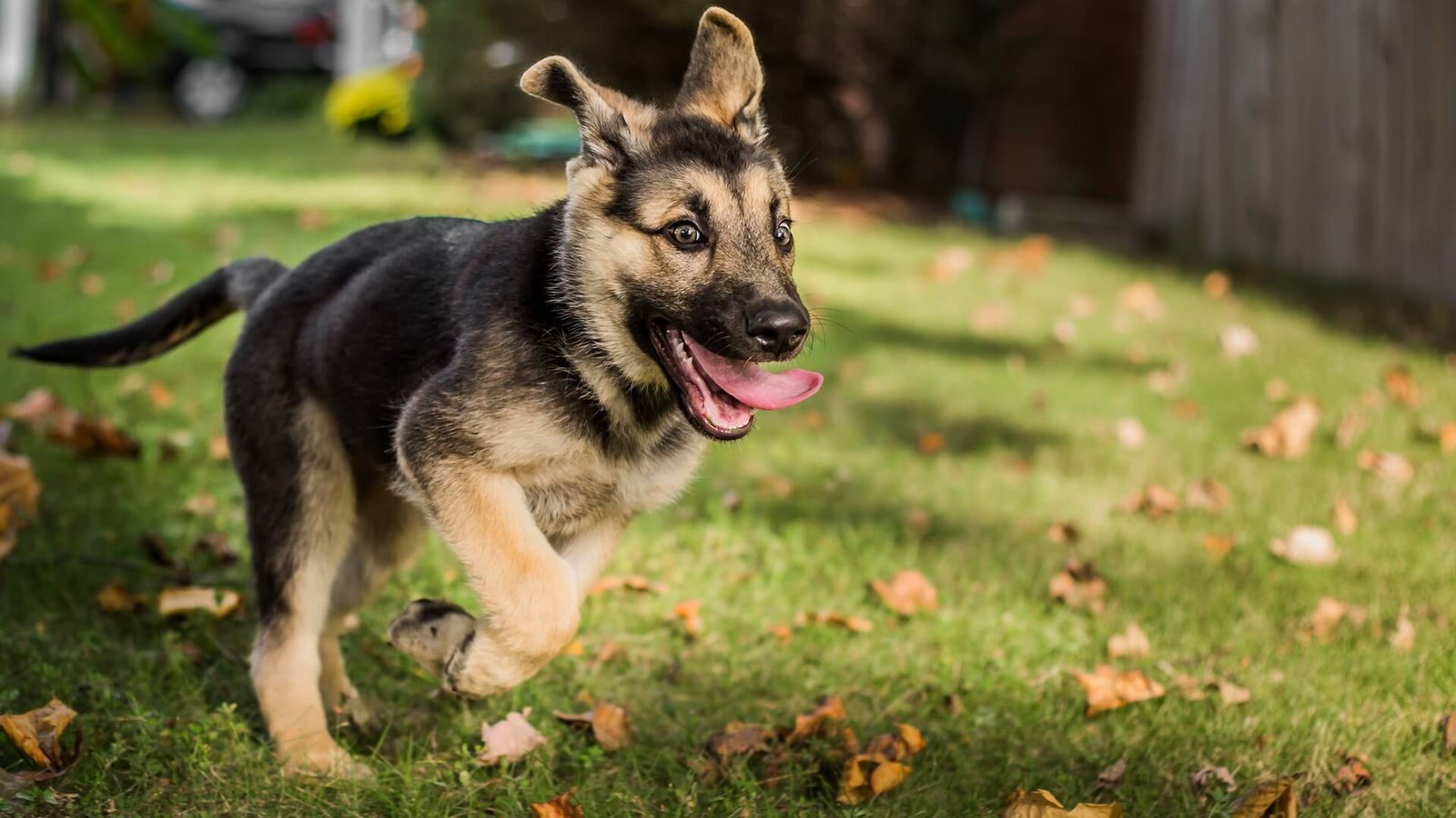 Train German Shepherd Puppies