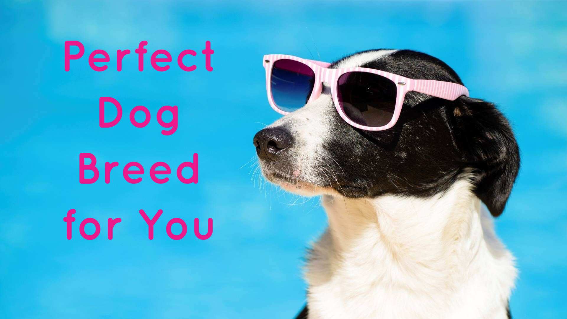 What Dog Breed Is the Perfect for You