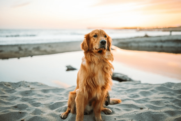 How to Care for Your Dog on the Beach