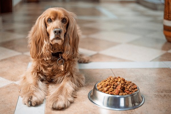 Prepare a Healthy Meal for Your Pet Dog