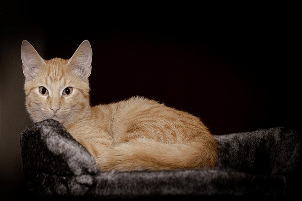 Make Brushing Your Cat's Teeth