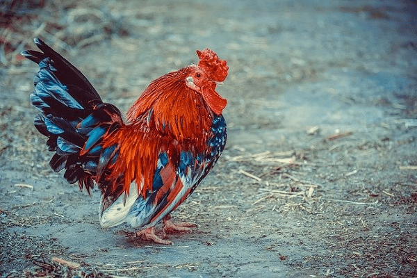 How to Pet a Chicken