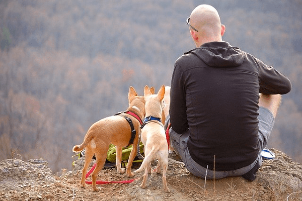 Take Your Dog Camping