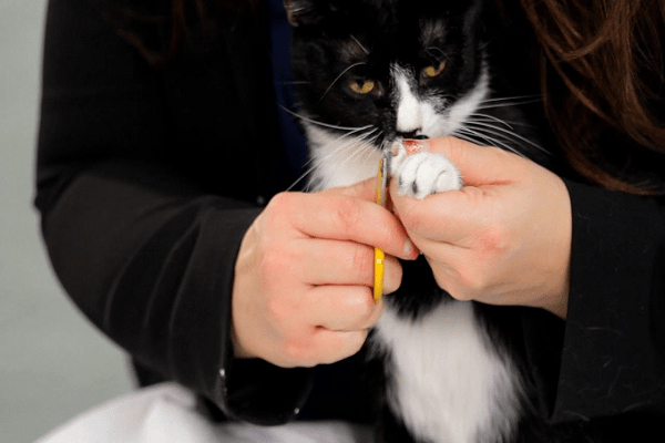 Choose Nail Trimmers for Your Cat