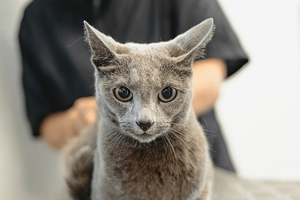 How to Treat Skin Inflammation in Cats