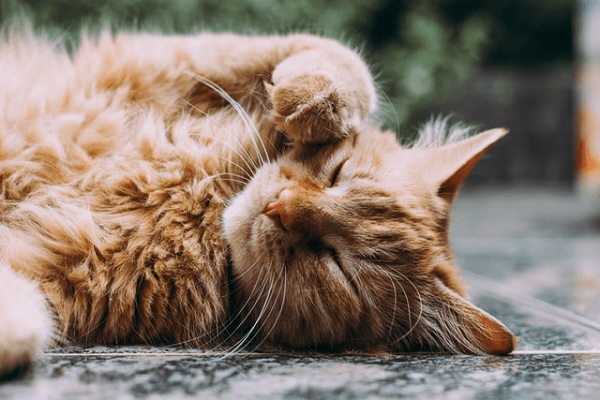 How to Trim a Cat’s Nails