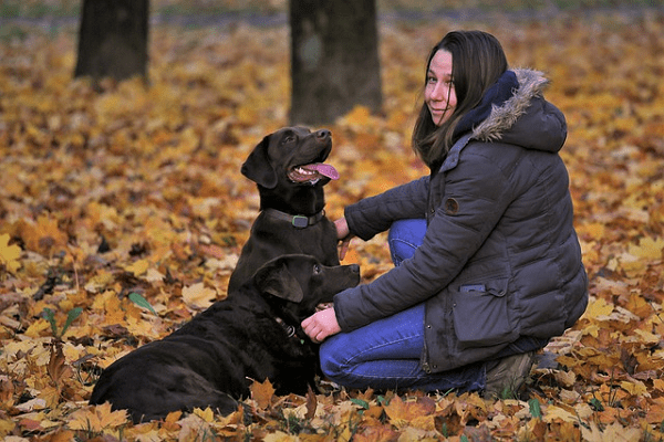 Become a Dog Trainer