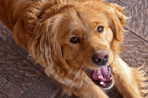 Golden Retriever Cost, Golden Retriever, Cost Of Golden Retriever, Golden Retriever Price, Golden Retriever Dog, Golden Retriever Puppy Price