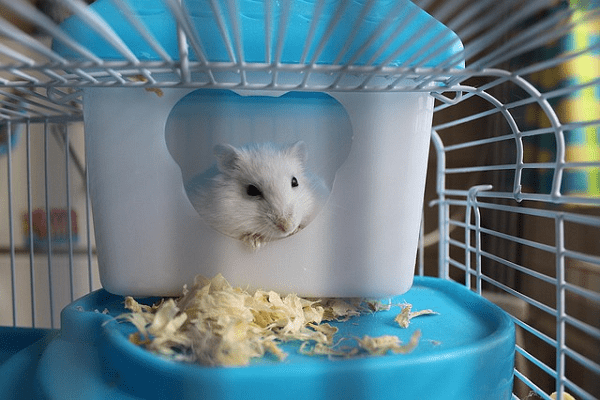 Clean a Hamster Cage