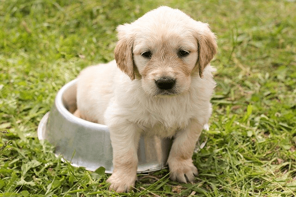 Learn How To Potty Train A Puppy