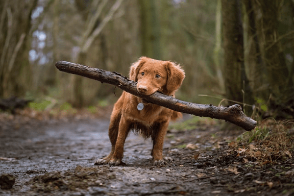 How To Stop Puppy Biting