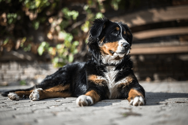 Train a Bernese Mountain Dog