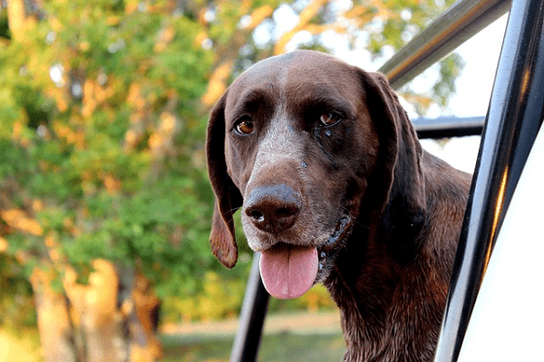 Train a German Shorthaired Pointer